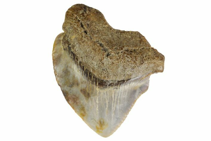 Fossil Crow Shark (Squalicorax) Tooth - Texas #164678